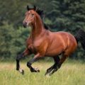 Horse galloping