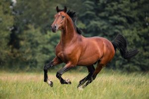 Horse galloping